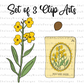Mustard Seed Clip Art