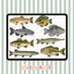 Freshwater Fish Clipart - Commercial Use Allowed