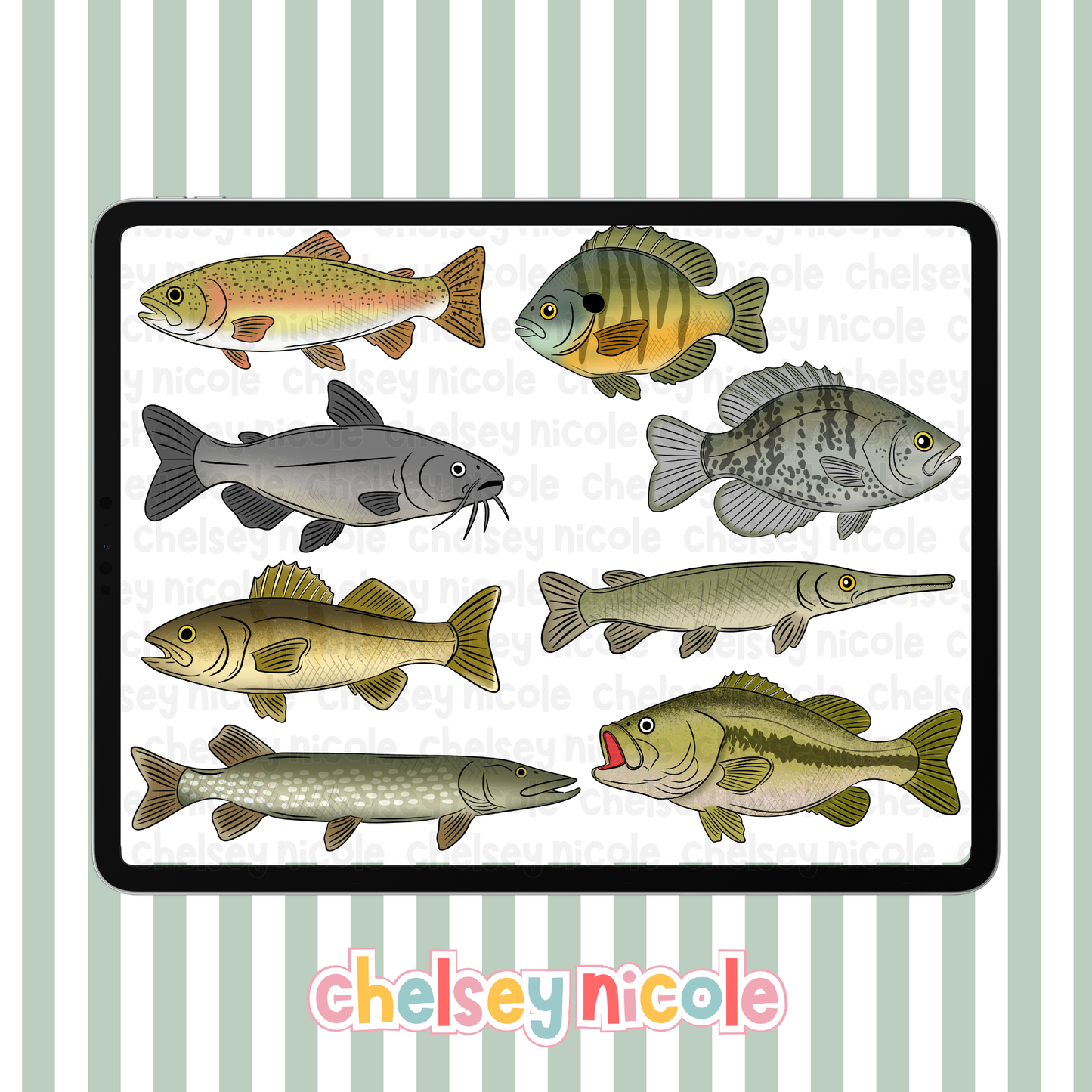 Freshwater Fish Clipart - Commercial Use Allowed